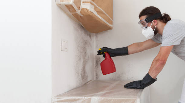 Professional Attic Mold Removal technician working in Medfield, MA